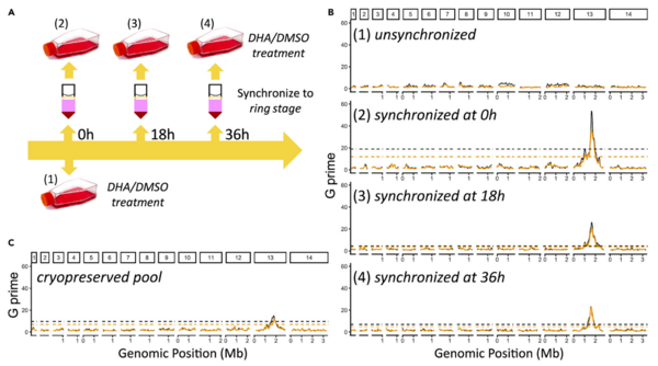 A scientific figure with three panels showing the experimental setup and G prime measurements. Panel A depicts a timeline of DHA/DMSO treatment and synchronization to the ring stage at 0, 18, and 36 hours. Panel B shows G prime measurements for unsynchronized and synchronized samples at 0, 18, and 36 hours post-synchronization. Panel C displays G prime measurements for a cryopreserved pool. Each graph in Panels B and C plots G prime values against genomic position in megabases (Mb).