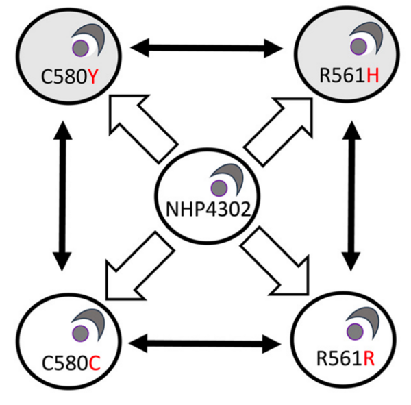 Diagram illustrating the relationships between different NHP4302 variants. Central circle labeled