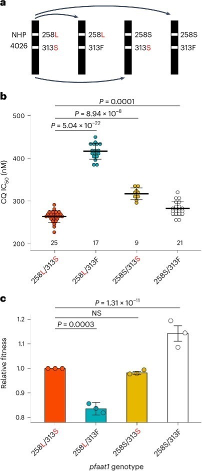 Three panels labeled a, b, and c show data related to the pfaat1 genotype. Panel A diagrams four pfaat1 genotypes, NHP 4026, 258L/313S, 258L/313F, 258S/313S, and 258S/313F. Panel B shows a dot plot of CQ IC50 (nM) for the last four genotypes with p-values displayed above the data. Panel C shows a bar graph comparing the relative fitness of those same genotypes with p-values displayed above the graph.