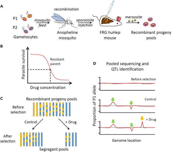 Diagram outlining a genetic cross experiment. Gametocytes are mosquito-fed to an Anopheline mosquito. Sporozoites are then injected into a FRG huHep mouse. A graph shows the drug concentration response in a resistant parent. Below, recombinant progeny pools are displayed as blue and gold bars, separated into control and drug-treated groups. Panel D depicts pooled sequencing and QTL identification before and after treatment, showing changes in the proportion of the P1 allele across genome locations.