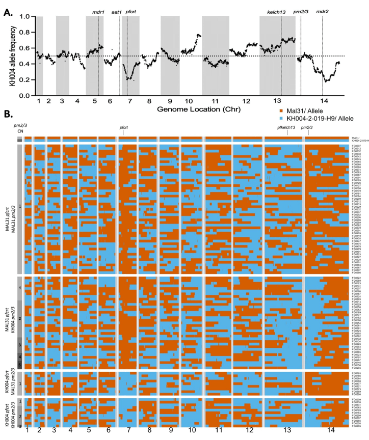Two-panel figure. Panel A is a line graph depicting KH004 allele frequency across 14 chromosomes. Shaded gray bars highlight regions of interest. Panel B is a heatmap showing allele frequencies for multiple genes (pfcrt, pfkelch13, pm2/3) across the same 14 chromosomes for Mal31 and KH004 isolates. Orange represents the Mal31 allele and blue represents the KH004 allele.