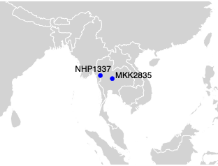 Map of Southeast Asia with two blue dots indicating the sample locations: NHP1337 in western Thailand and MKK28 in eastern Thailand.