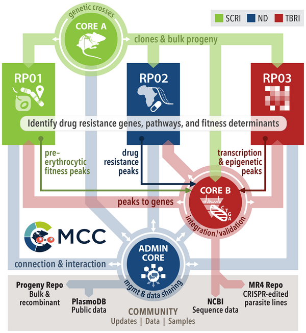 Flowchart illustrating the Malaria Research Center's drug resistance research process. Three research projects (RP01, RP02, and RP03) feed into the identification of drug resistance genes, pathways, and fitness determinants. These findings inform pre-erythrocytic fitness peaks, drug resistance peaks, and transcription & epigenetic peaks, which are integrated and validated by Core B. The Malaria Culture Collection (MCC) facilitates connection and interaction, while the Admin Core manages data sharing with the community, PlasmoDB, and NCBI. A key at the top right indicates involvement of the Scripps Research Institute (SCRI), Notre Dame (ND), and Texas Biomedical Research Institute (TBRI).