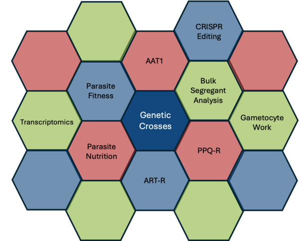 Hexagonal cells labeled with various research topics surrounding 'Genetic Crosses' at the center. Cells labeled in blue, green, and red include topics such as 'Parasite Fitness,' 'CRISPR Editing,' 'Bulk Segregant Analysis,' 'Gametocyte Work,' 'AAT1,' 'PPQ-R,' 'ART-R,' 'Parasite Nutrition,' and 'Transcriptomics.' Each cell represents a specific area of research related to genetic and molecular biology.